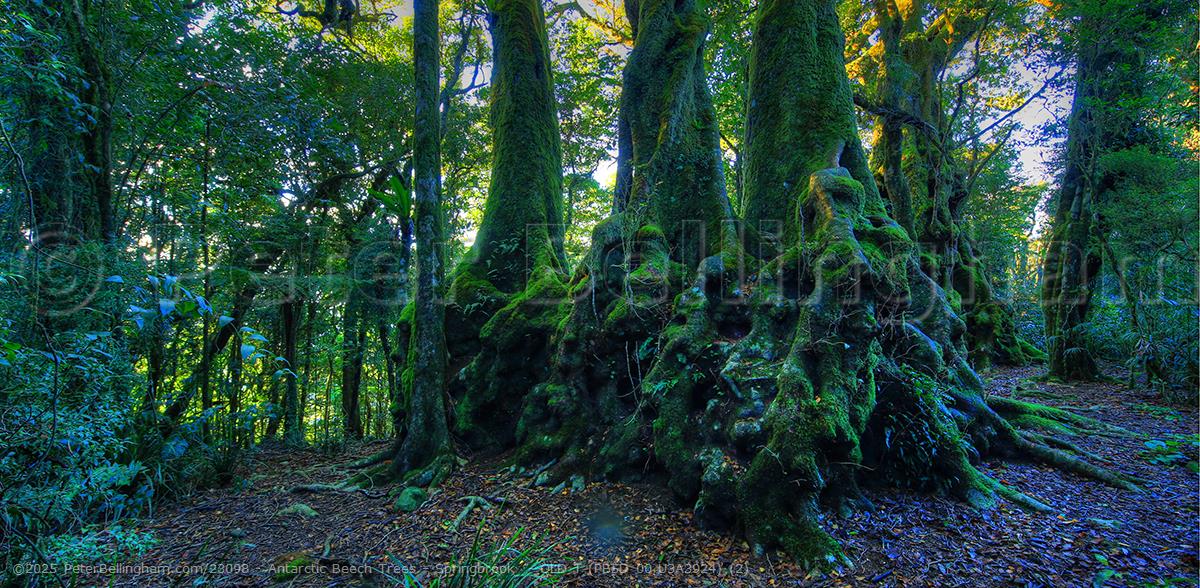 Peter Bellingham Photography Antarctic Beech Trees - Springbrook - QLD T (PB5D 00 U3A3924) (2)